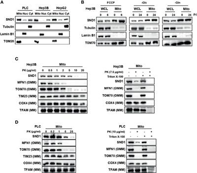 Mitochondrion-Localized SND1 Promotes Mitophagy and Liver Cancer Progression Through PGAM5